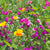 Butterfly Blend