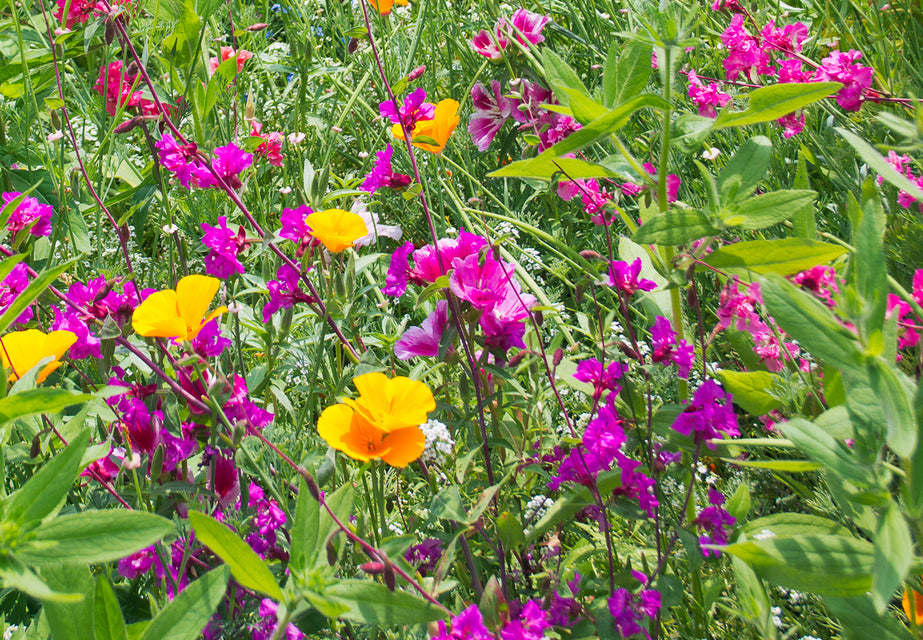 west coast seeds wildflowers Butterfly Blend Wildflower Seeds – West Coast Seeds
