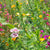 Butterfly Blend