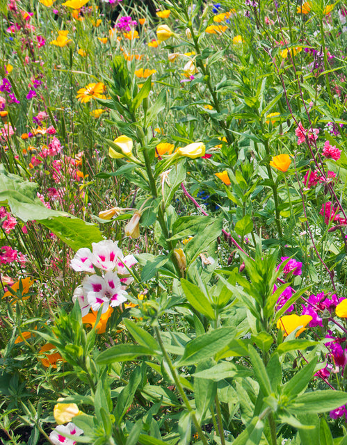 west coast seeds wildflowers Butterfly Blend Wildflower Seeds – West Coast Seeds