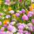 Butterfly Blend