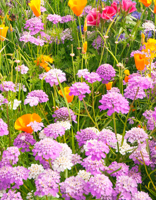 west coast seeds wildflower mix Butterfly Blend Wildflower Seeds – West Coast Seeds