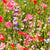 Partial Shade Mix