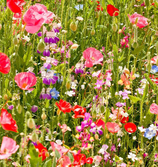 part shade wildflower seeds Partial Shade Blend Wildflower Seeds – West Coast Seeds