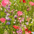 Partial Shade Mix