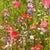 Partial Shade Mix