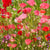 Partial Shade Mix