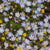 Alternative Lawn Mix