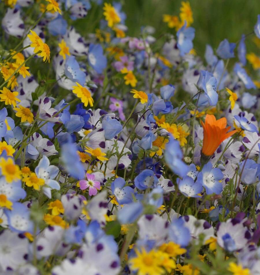 west coast seeds wildflowers Alternative Lawn Blend
