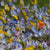 Alternative Lawn Mix