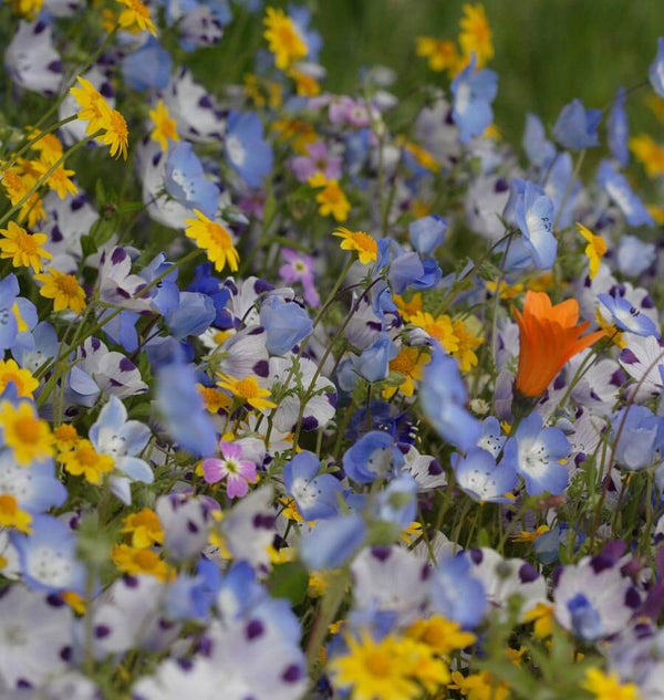 Alternative Lawn Mix