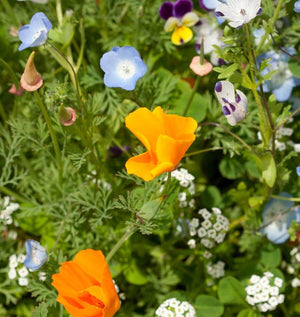 Wildflower Seeds – West Coast Seeds