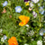 Alternative Lawn Mix