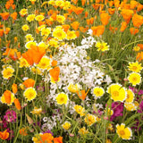 Xeriscape Mix