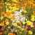 Xeriscape Mix