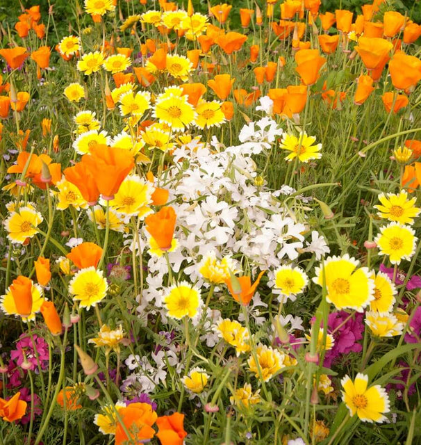 west coast seeds wildflowers Xeriscape Blend Wildflower Seeds – West Coast Seeds