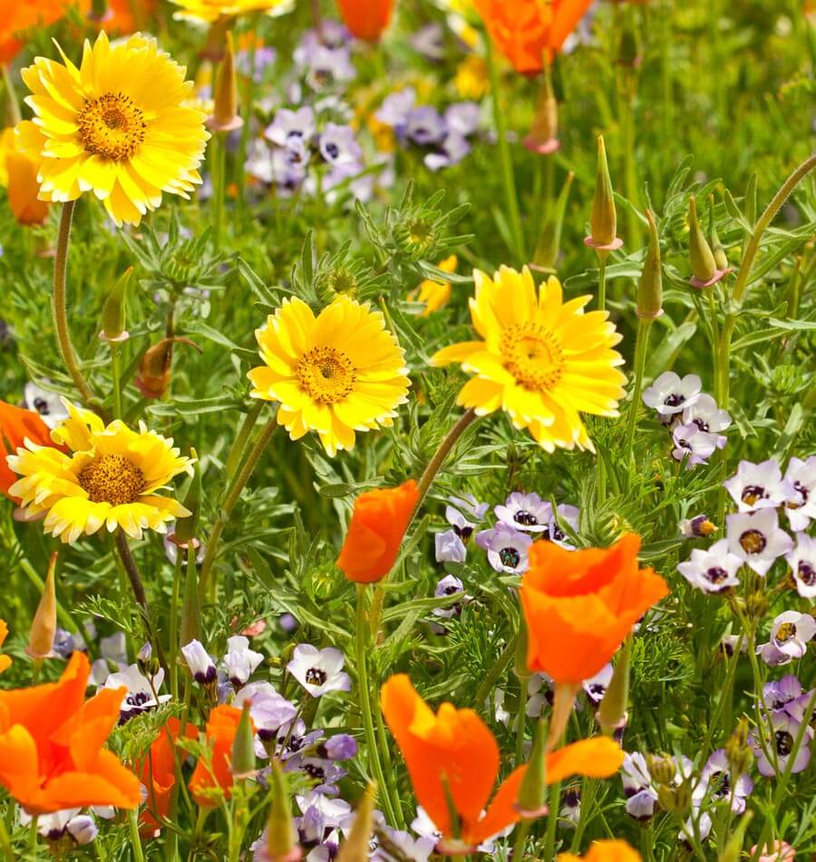 Xeriscape Blend Wildflower Seeds – West Coast Seeds