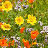 Xeriscape Mix