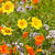 Xeriscape Mix