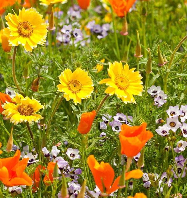 Xeriscape Mix