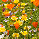 Xeriscape Mix