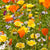Xeriscape Mix
