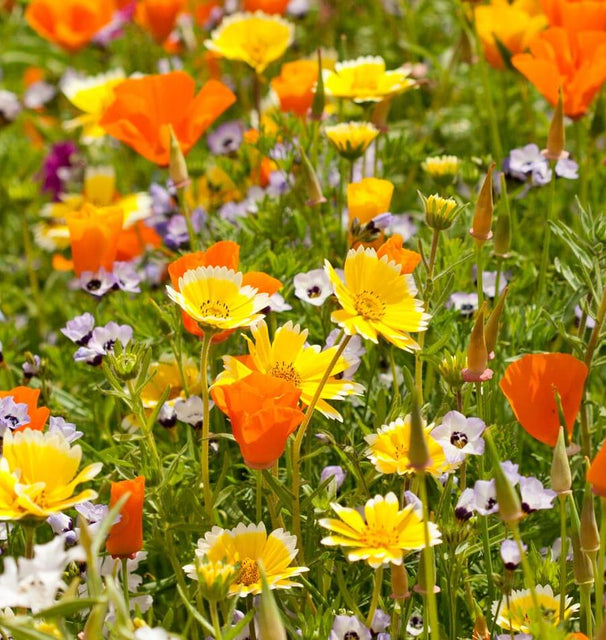 Xeriscape Mix