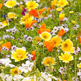 Xeriscape Mix