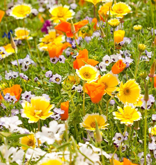 Xeriscape Mix
