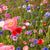 Meadow Blend Tall