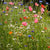 Meadow Blend Tall
