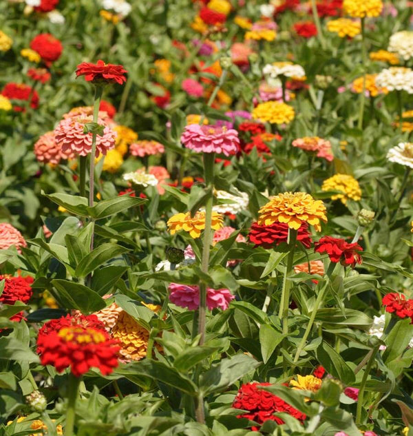 Giant Blue Point Formula