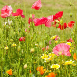 Bee Garden Blend