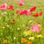 Bee Garden Blend