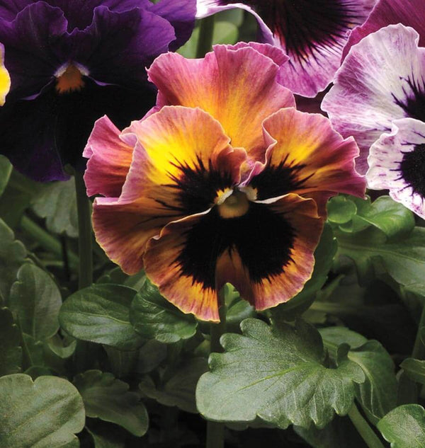 Fizzy Fruit Salad Mix