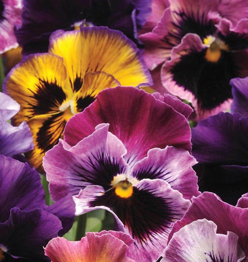 Fizzy Fruit Salad Mix