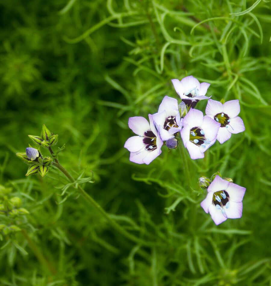 birds eye flower seeds Bird's Eyes Gilia