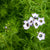 Bird's Eyes Gilia Seeds