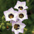 Birds Eyes Gilia tricolor seeds FL3815-1