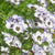 Bird's Eyes Gilia Seeds