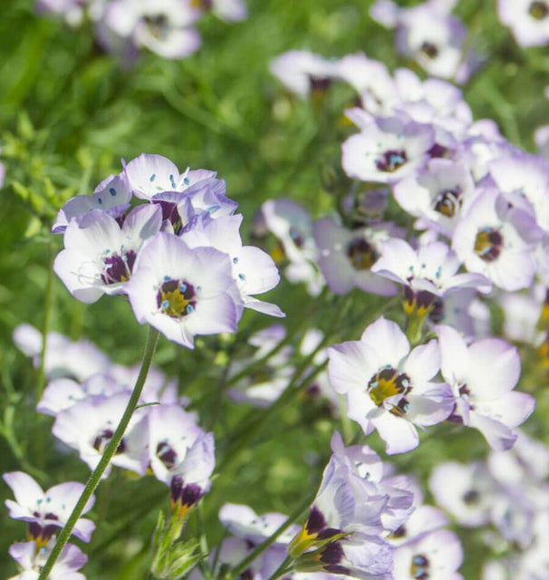birds eye flower seeds Bird's Eyes Gilia Seeds – West Coast Seeds