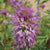Rocky Mountain Bee Plant Seeds FL3816-1
