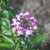 Cleome serrulata seeds Rocky Mountain Bee Plant