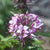 Rocky Mountain Bee Plant Cleome serrulata seeds