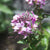 Rocky Mountain Bee Plant Cleome serrulata