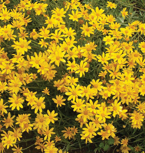 Common Woolly Sunflower Seeds FL3817-1