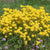 Basket-of-Gold