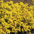 Basket of Gold Alyssum Seeds FL3820-1