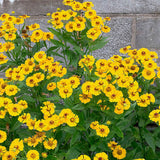 Autumn Sneezeweed