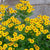 Autumn Sneezeweed
